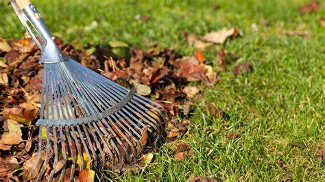 Leaf Raking Services