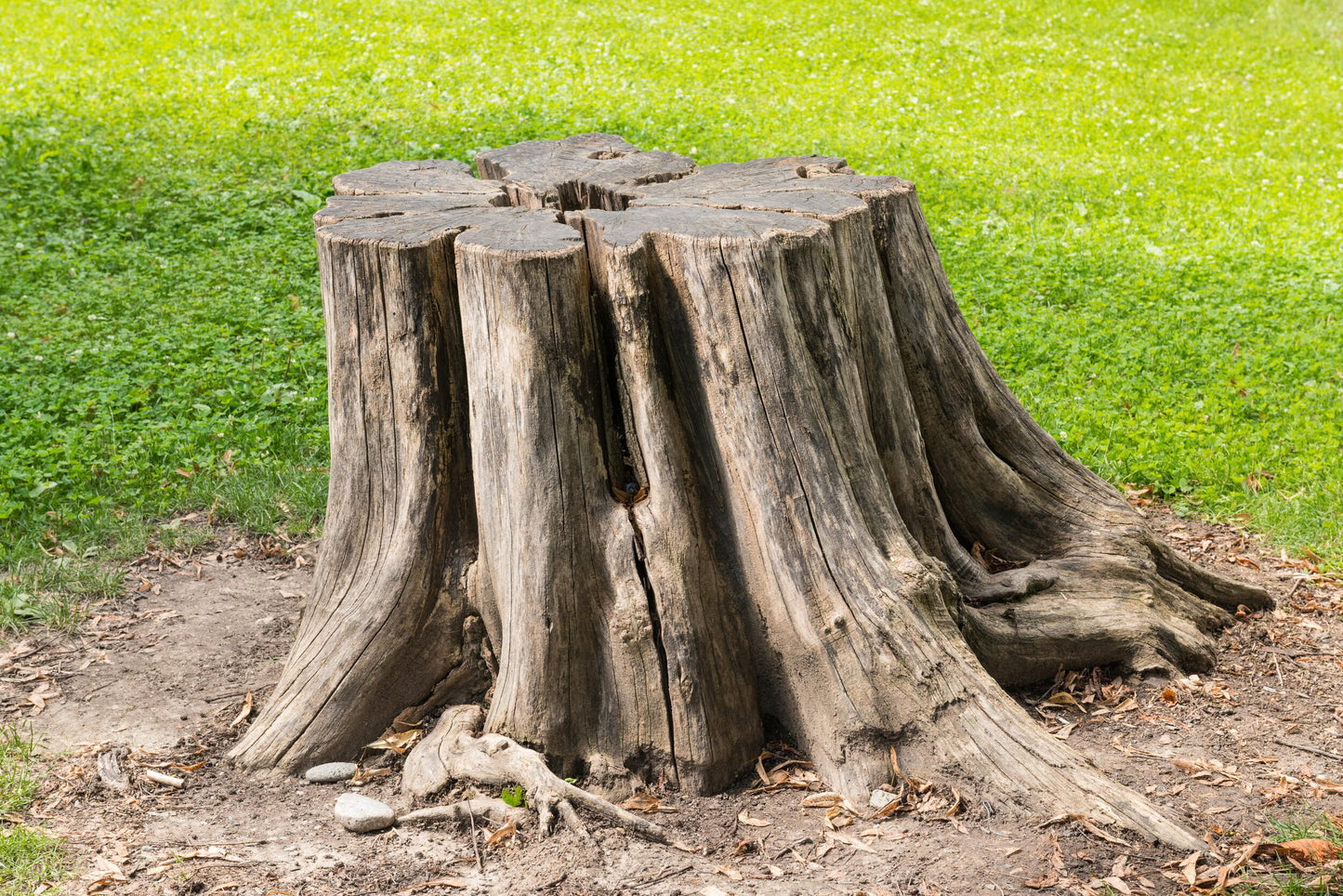 Tree Stump Services