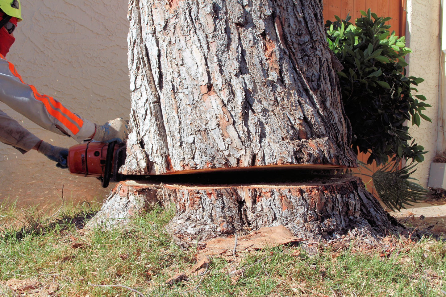 Tree Removal Services